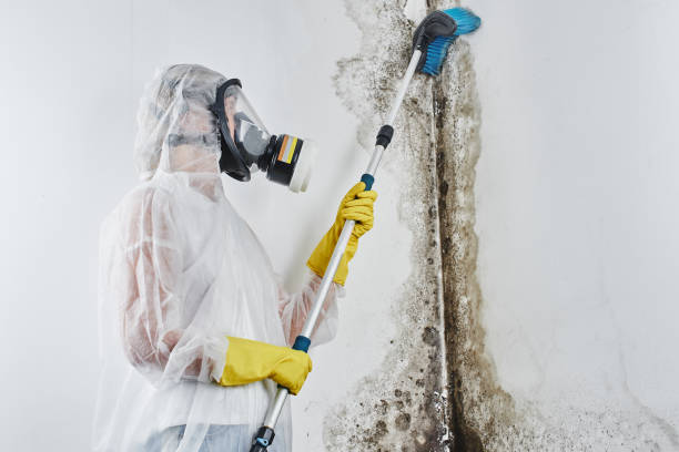 Best Fast Mold Removal  in Morton, IL