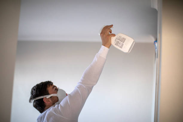 Best Mold Damage Repair  in Morton, IL