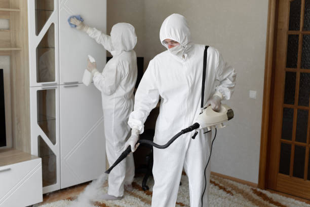 Best Mold Damage Repair  in Morton, IL