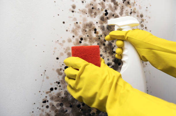 Best Residential Mold Removal  in Morton, IL