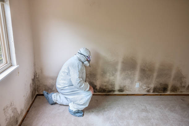 Best Emergency Mold Removal  in Morton, IL