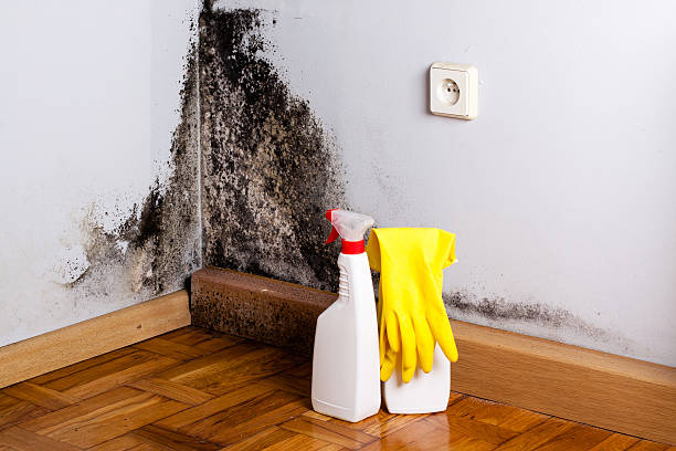 Best Same-Day Mold Removal  in Morton, IL