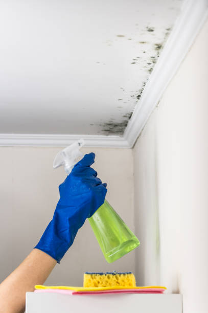 Best Mold Removal Near Me  in Morton, IL