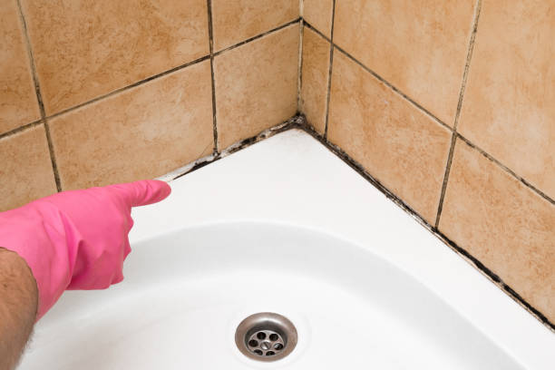 Best Mold Removal Near Me  in Morton, IL